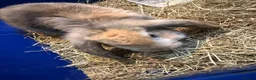 French Lop rabbits for sale: Male and female French lop babies forsale  - Advert 5