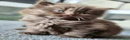 Scottish Fold cats for sale: Scottish fold and stright. Playful 5 females  - Advert 14