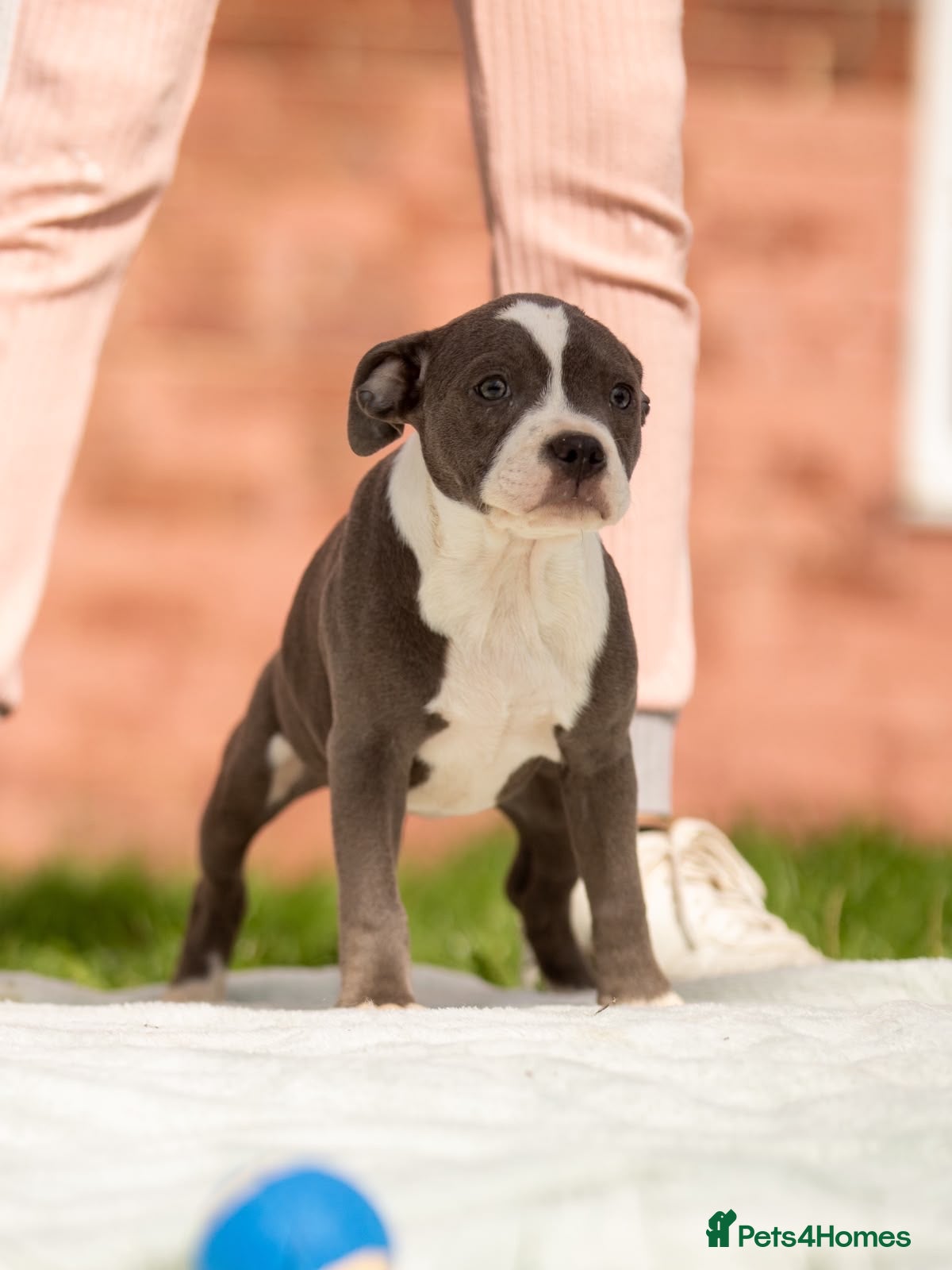 Staffordshire Bull Terrier dogs Top quality pedigree staff puppies  - Advert 1