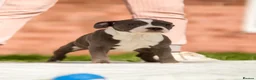 Staffordshire Bull Terrier dogs for sale: Top quality pedigree staff puppies  - Advert 1