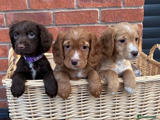 Cocker Spaniel dogs - Advert 5