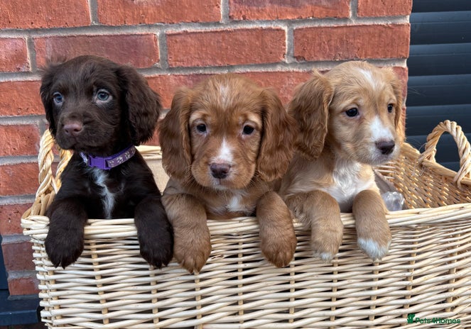 Cocker Spaniel dogs - Advert 11