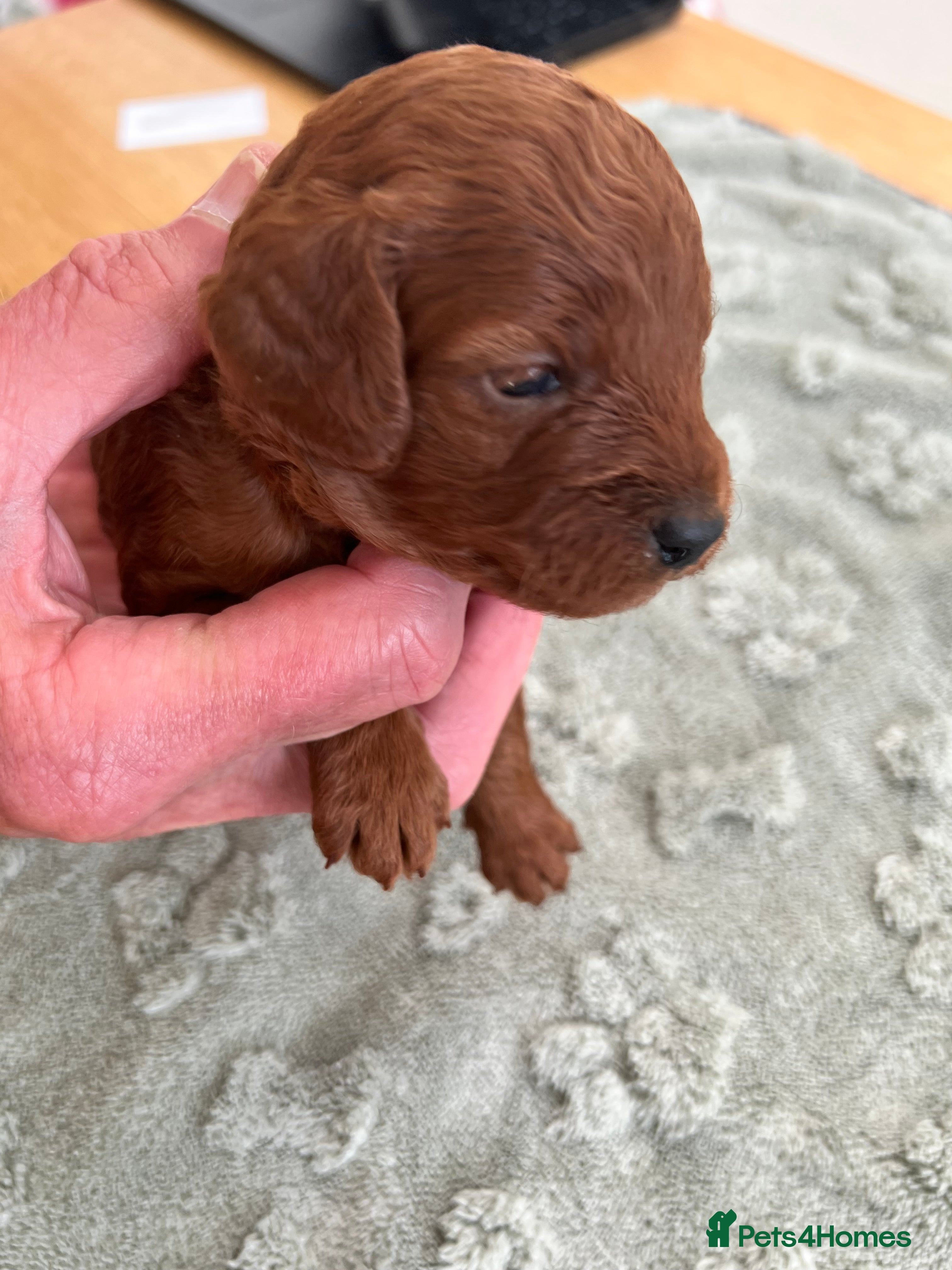Cockapoo dogs 8 home raised red F1B cockapoos 3 girls/5 boys - Advert 2