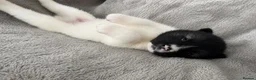 Akita dogs for sale: Beautiful Chunky American Akita Puppies - Advert 4