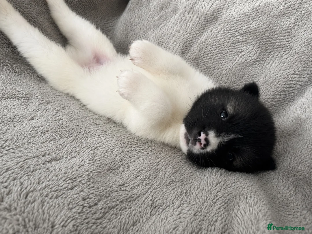 Akita dogs for sale: Beautiful Chunky American Akita Puppies - Advert 4