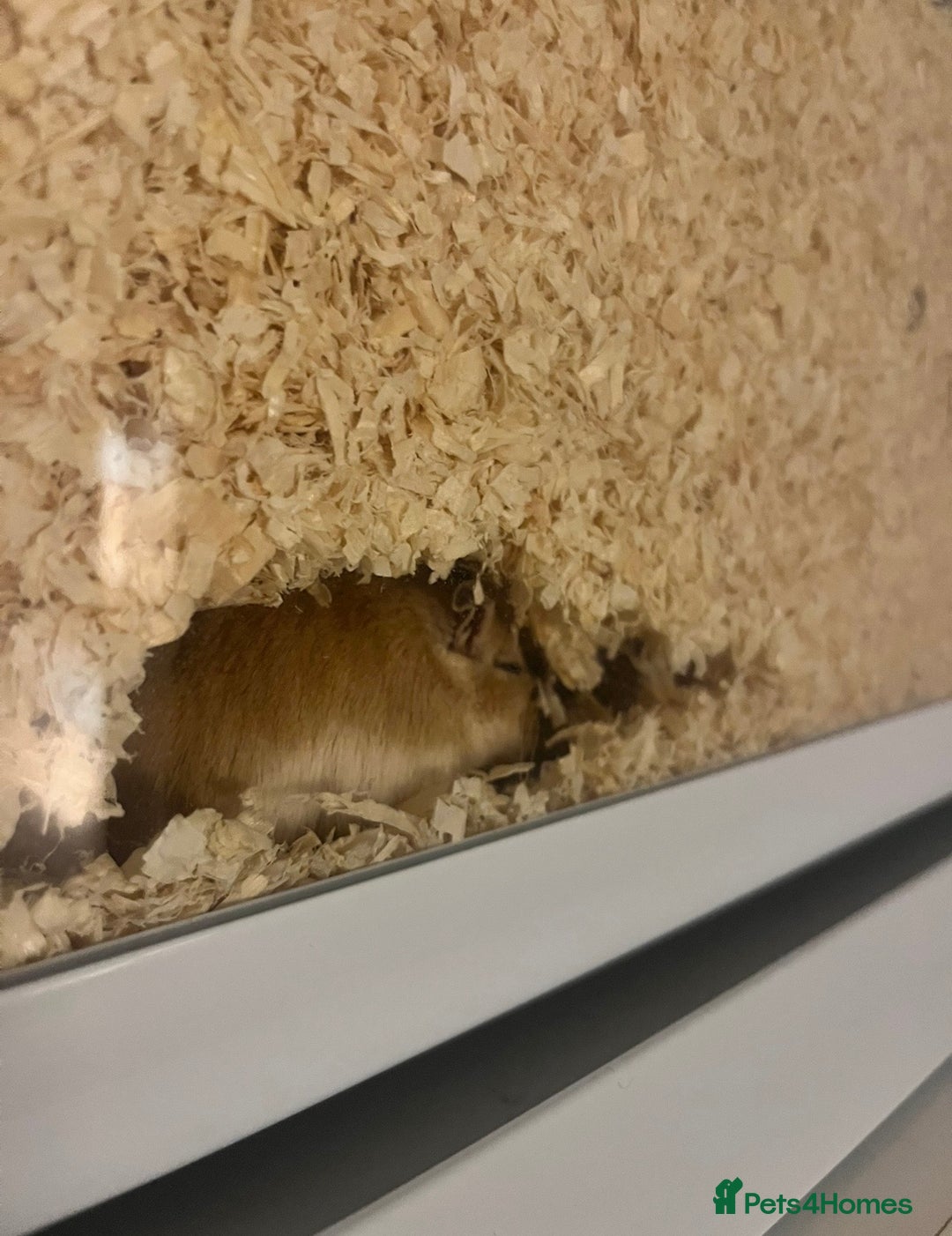 Gerbil rodents for sale: two male gerbils +cage+ supplies - Advert 3