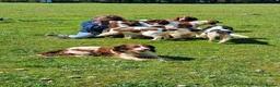 English Springer Spaniel dogs for sale: ⭐️ KC Home Reared Tested Springer Pups ⭐️ - Advert 8