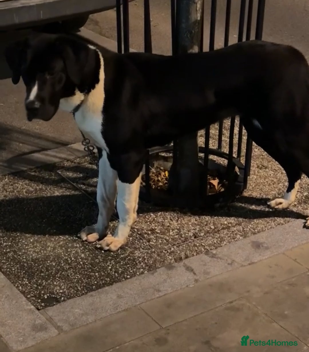 Mastiff dogs for sale: Mastiff female for sale  - Advert 1