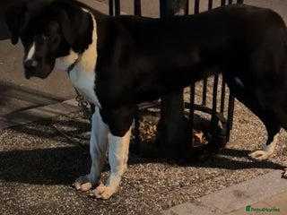 Mastiff dogs Mastiff female for sale - Advert 4