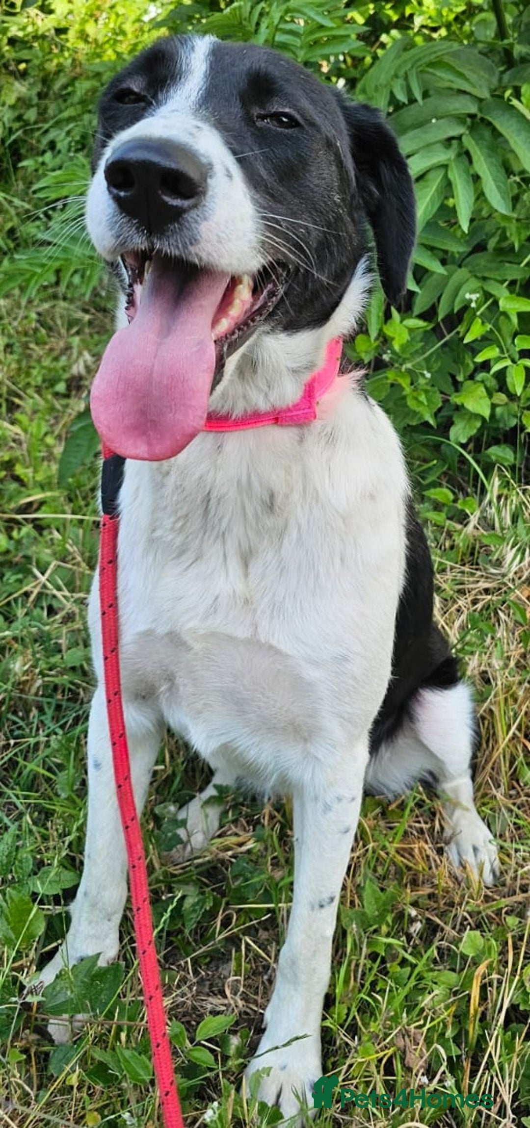 Mixed Breed dogs for adoption: 🐾 Meet Nala 🐾 - a loyal girl - for a Loving Home - Advert 25