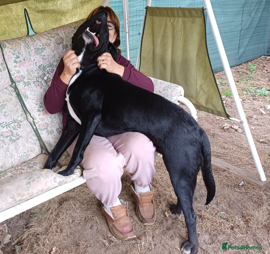 Mixed Breed dogs for adoption: SHEAMUS-a sensitive Soul for the right Human Match - Advert 16