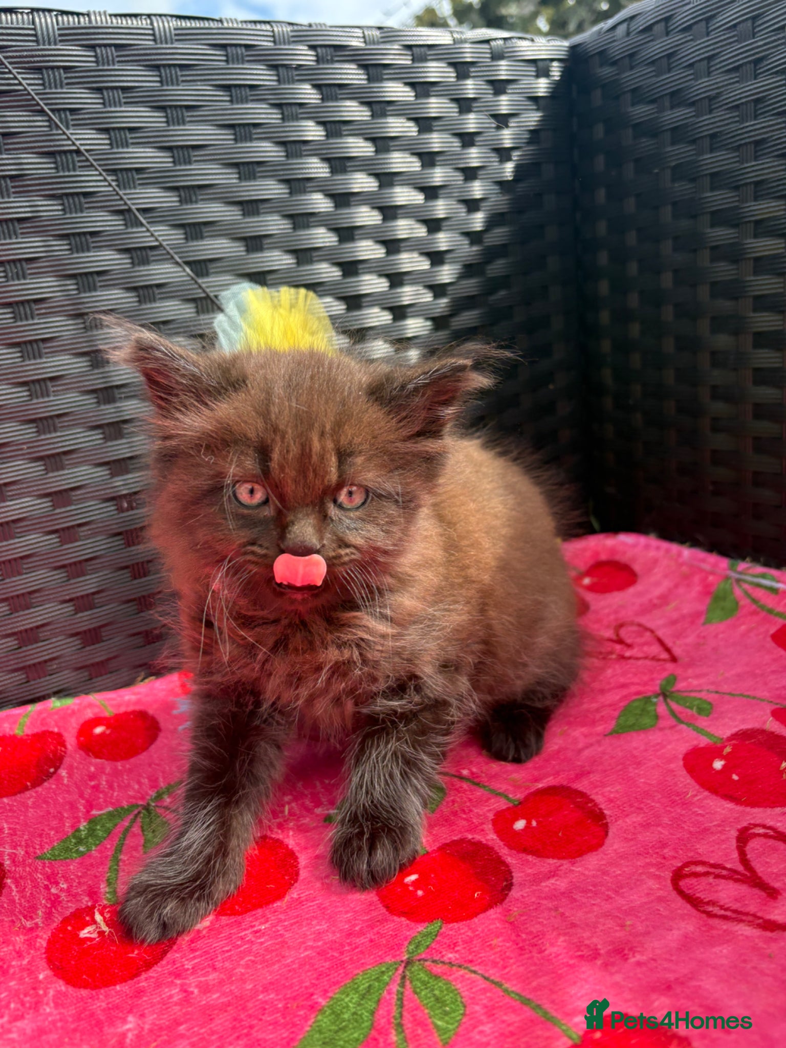 Mixed Breed cats for sale: Ragdoll x kittens  - Advert 3