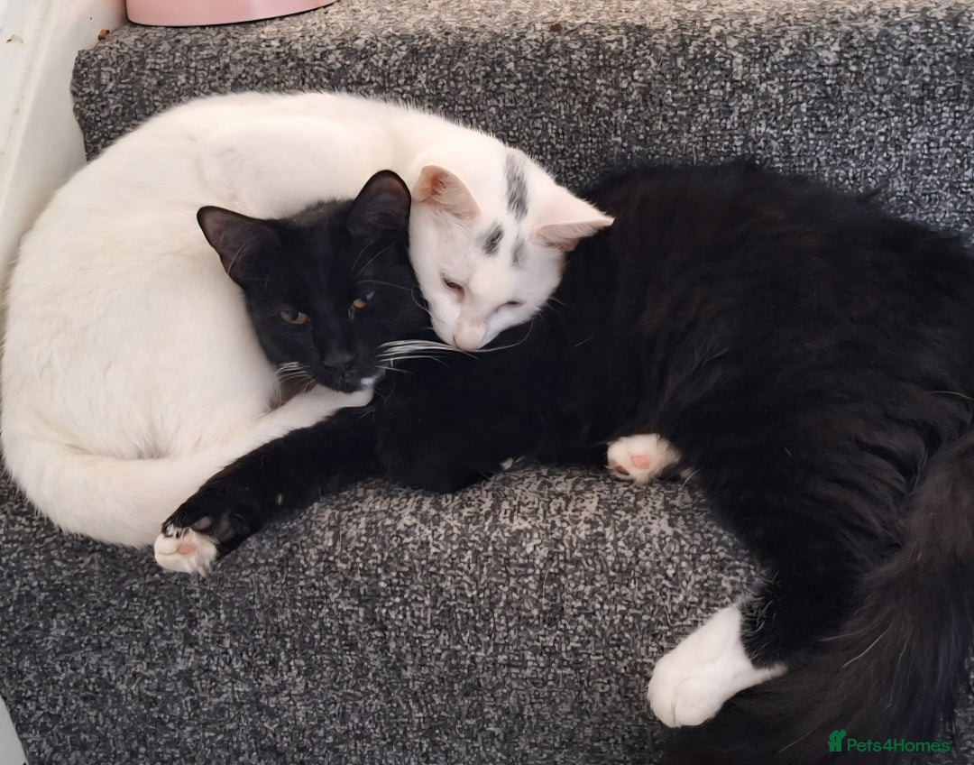 Mixed Breed cats for sale: Kittens age 8 months  - Advert 1