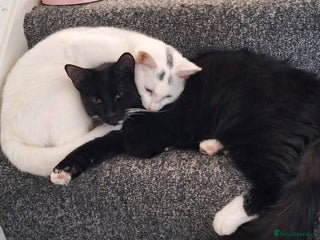 Mixed Breed cats Kittens age 8 months - Advert 1