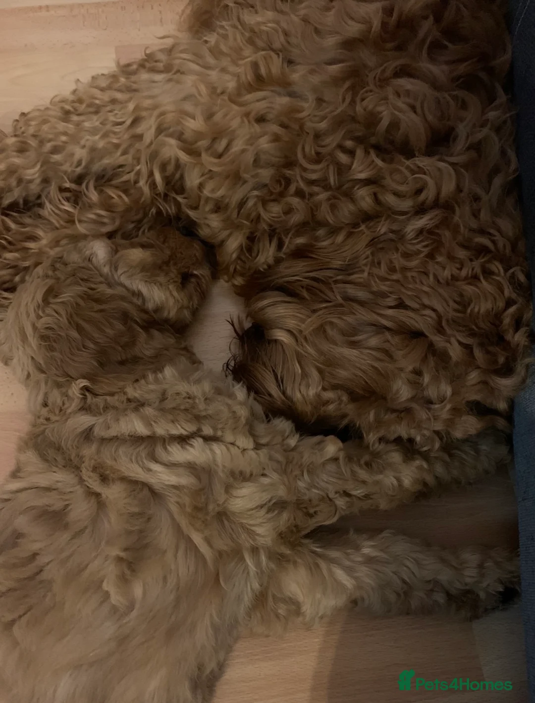 Irish Doodle dogs for stud: Gorgeous Deep Red Mini Irishdoodle for stud only in Totnes - Advert 13