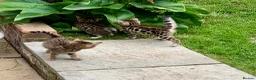 Bengal cats for sale: Beautiful Bengal Cross Kittens in Bexhill-on-Sea - Advert 7