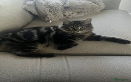 Mixed Breed cats for sale: 2 beautiful boys - Advert 1