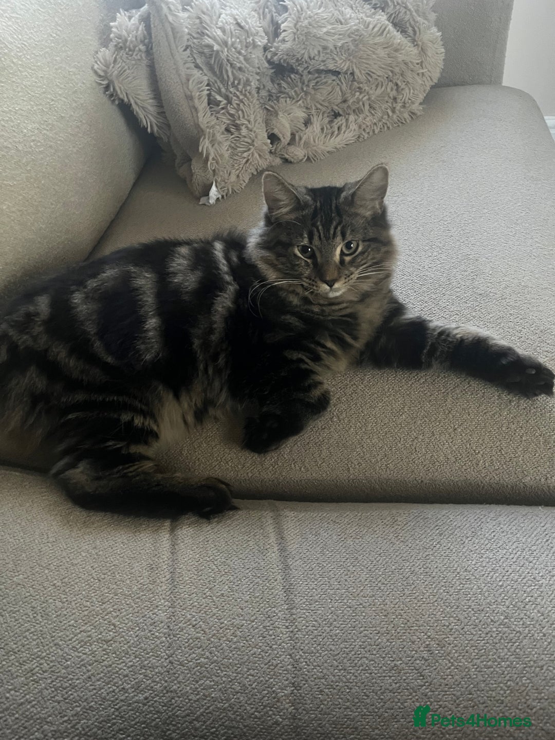 Mixed Breed cats for sale: 2 beautiful boys - Advert 1