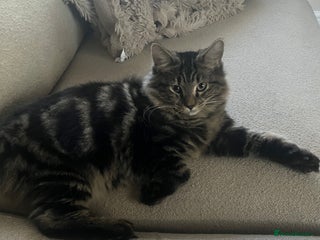 Mixed Breed cats 2 beautiful boys - Advert 5