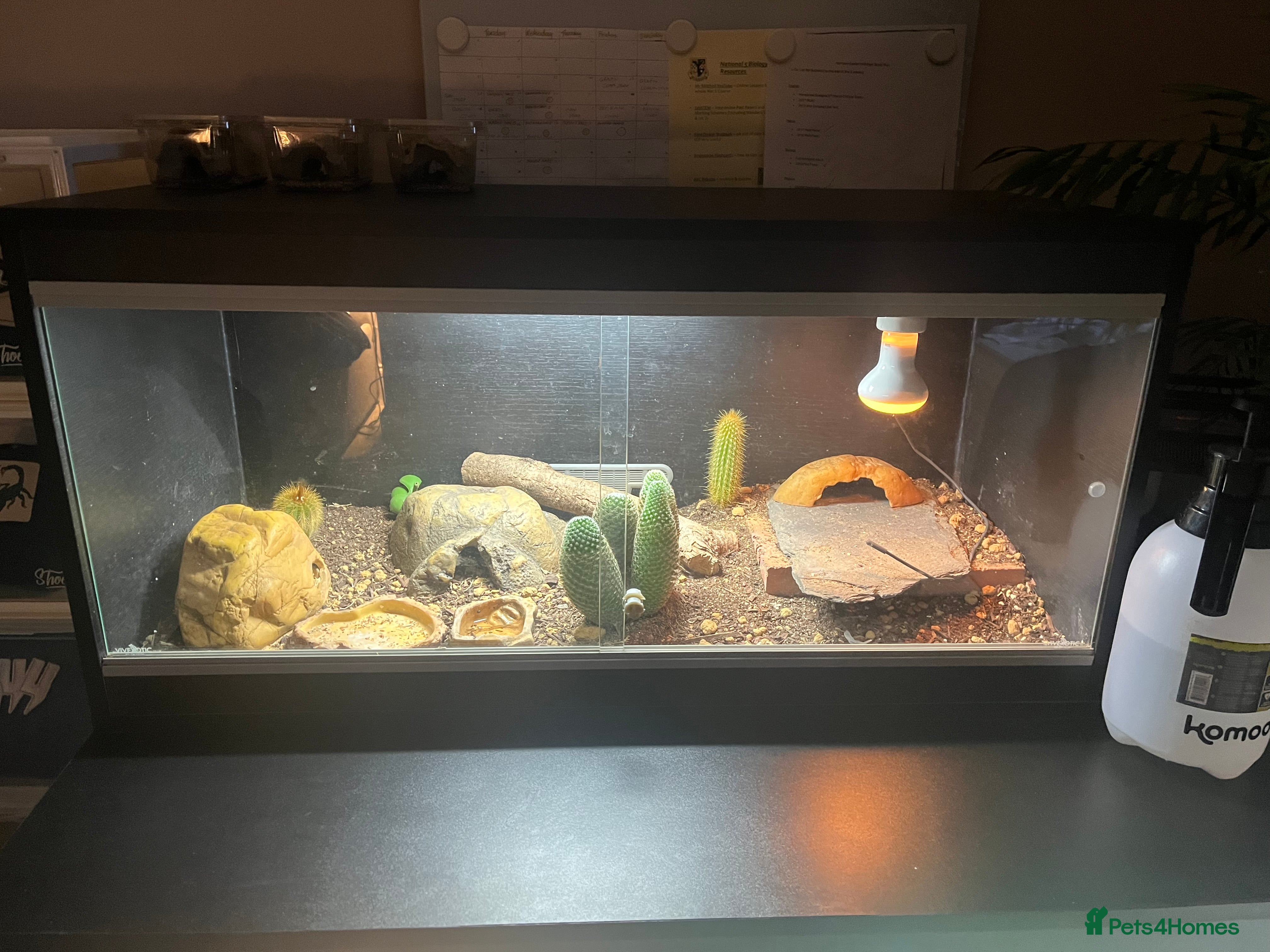 Leopard Gecko reptiles Two adult leopard geckos & vivarium setup  - Advert 16