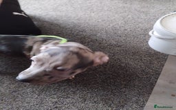 American Bulldog dogs for sale: Beautiful American bulldog  - Image 7