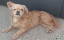 Malshi dogs for adoption: Meet beautiful BELLA ! She needs a new Loving Home - Image 1