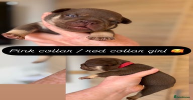 French Bulldog dogs - Advert 9