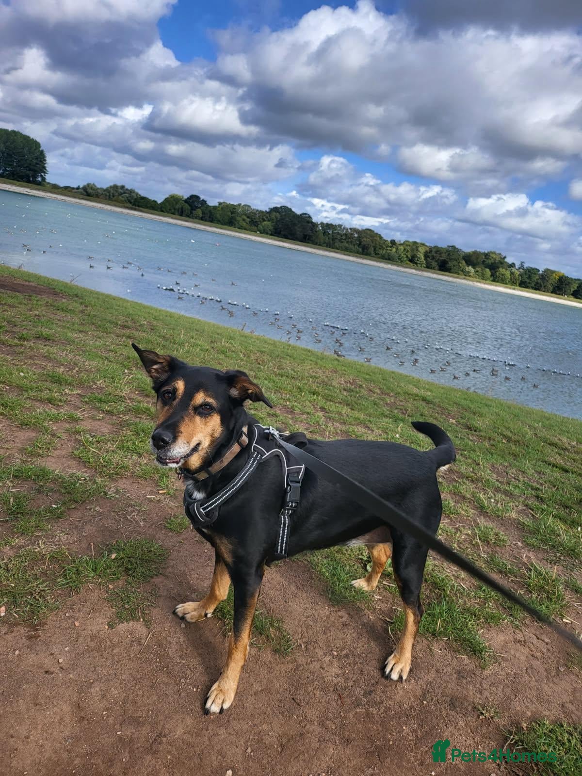 Borador dogs Summer - Advert 1