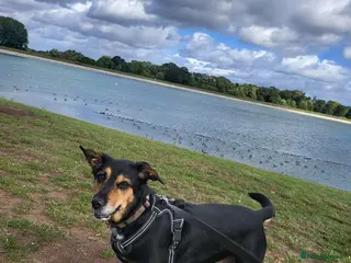 Borador dogs Summer - Advert 13