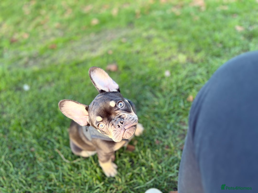 French Bulldog dogs for sale: bulldog franchie - Advert 10