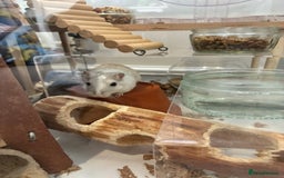 Gerbil rodents for sale: 2 female gerbils (including bucatstate cage etc) - Image 3