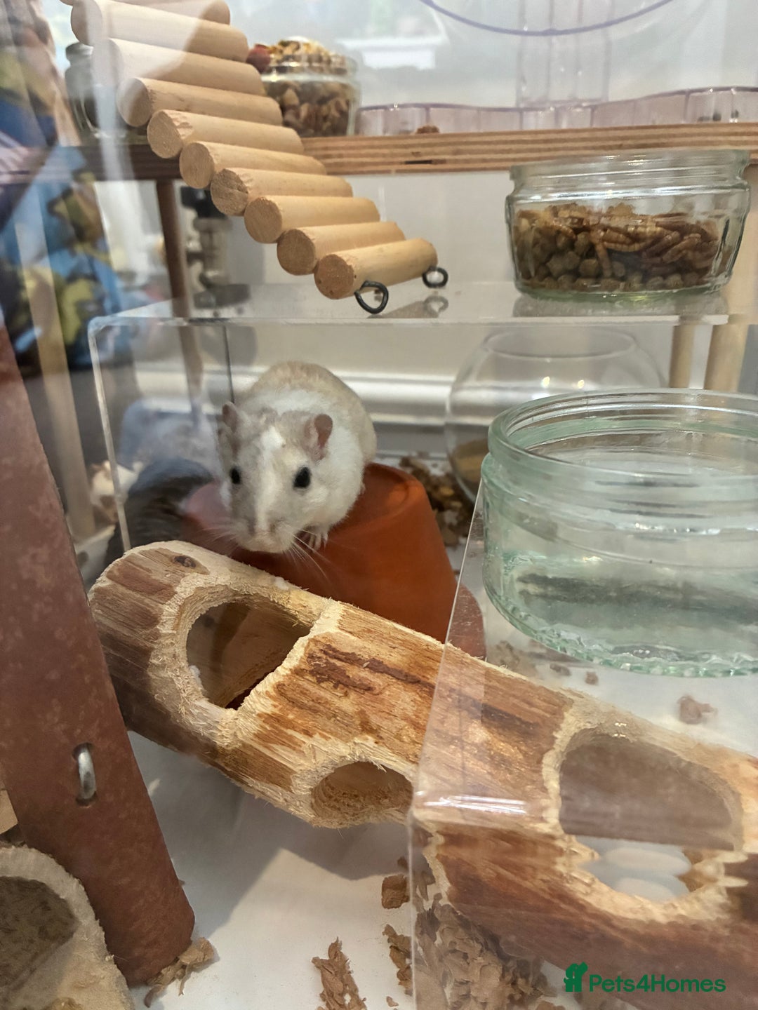 Gerbil rodents for sale: 2 female gerbils (including bucatstate cage etc) - Image 3