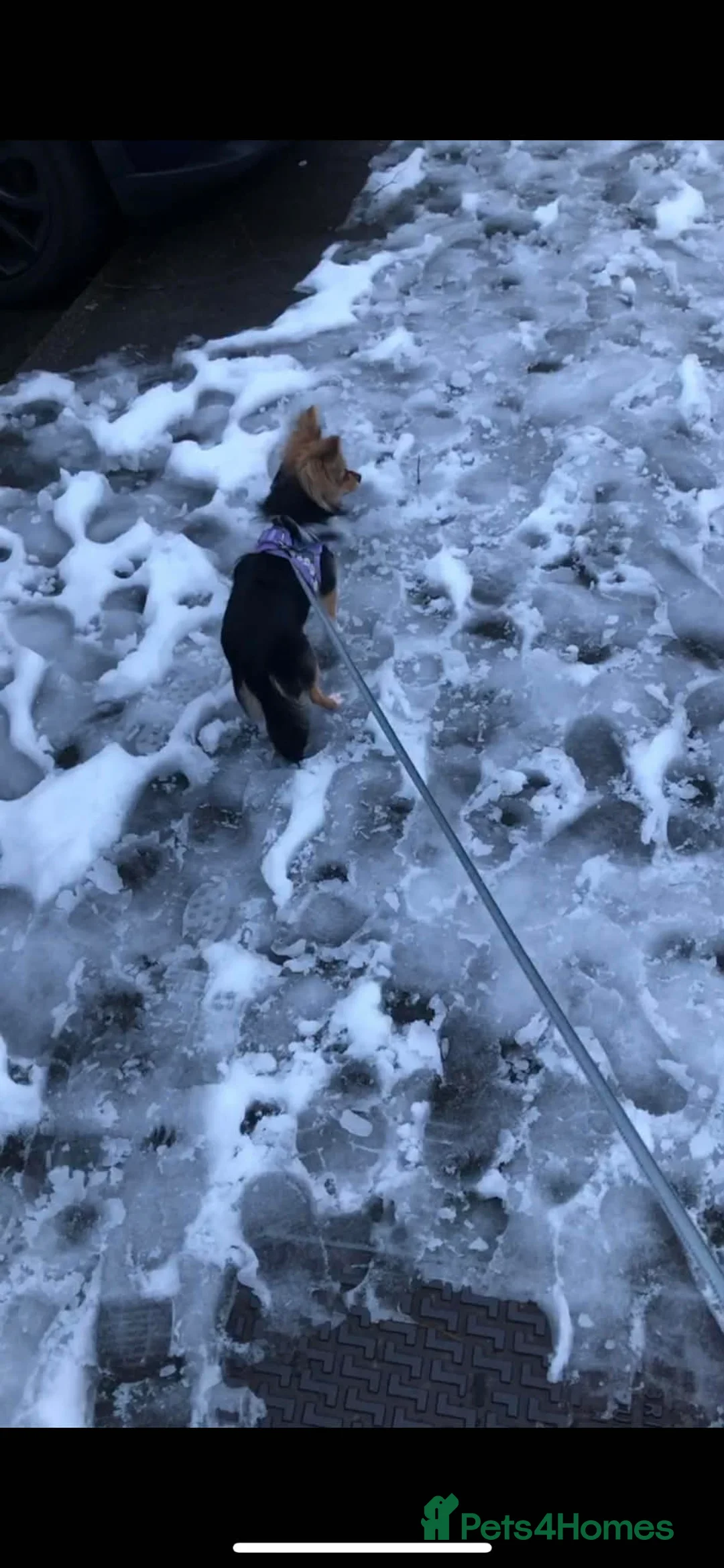 Chihuahua dogs for sale: Female chihuahua  - Advert 3