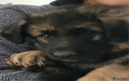 German Shepherd dogs for sale: Superb quality Long coat German Shepherd PuppiesKC - Image 12