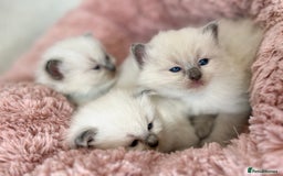 Ragdoll cats for sale: Stunning Bluepoint Ragdoll Kittens for sale - Image 8