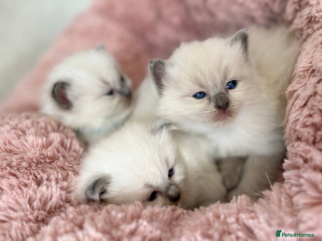 Ragdoll cats for sale: Stunning Bluepoint Ragdoll Kittens for sale - Image 8