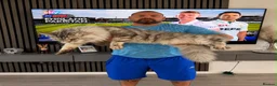 Maine Coon cats for stud: XXL RUSSIAN GIANT MAINE COON STUD  - Advert 4