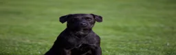 Patterdale Terrier dogs for sale: Gorgeous patterdale pups for sale - Advert 20