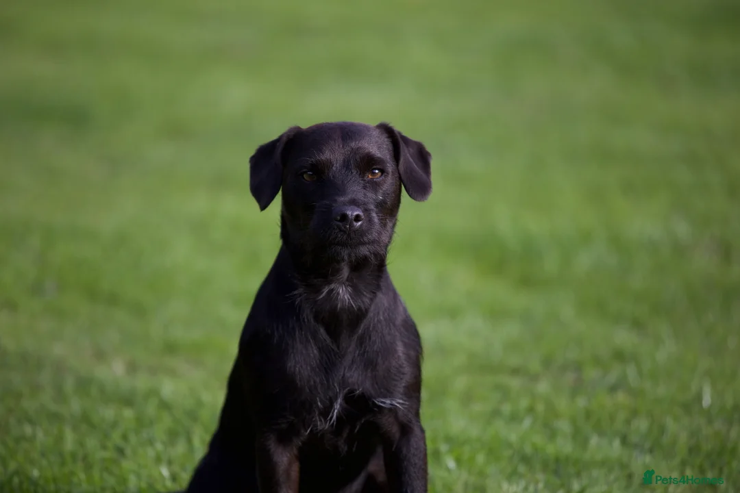 Patterdale Terrier dogs for sale: Gorgeous patterdale pups for sale - Advert 20