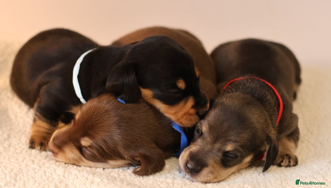 Miniature Dachshund dogs for sale: 5*Licensed+KC+PRAclear+VETchecked+Chocolate&Cream - Advert 3
