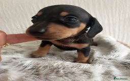 Miniature Dachshund dogs for sale: Miniature dachshunds  - Image 11