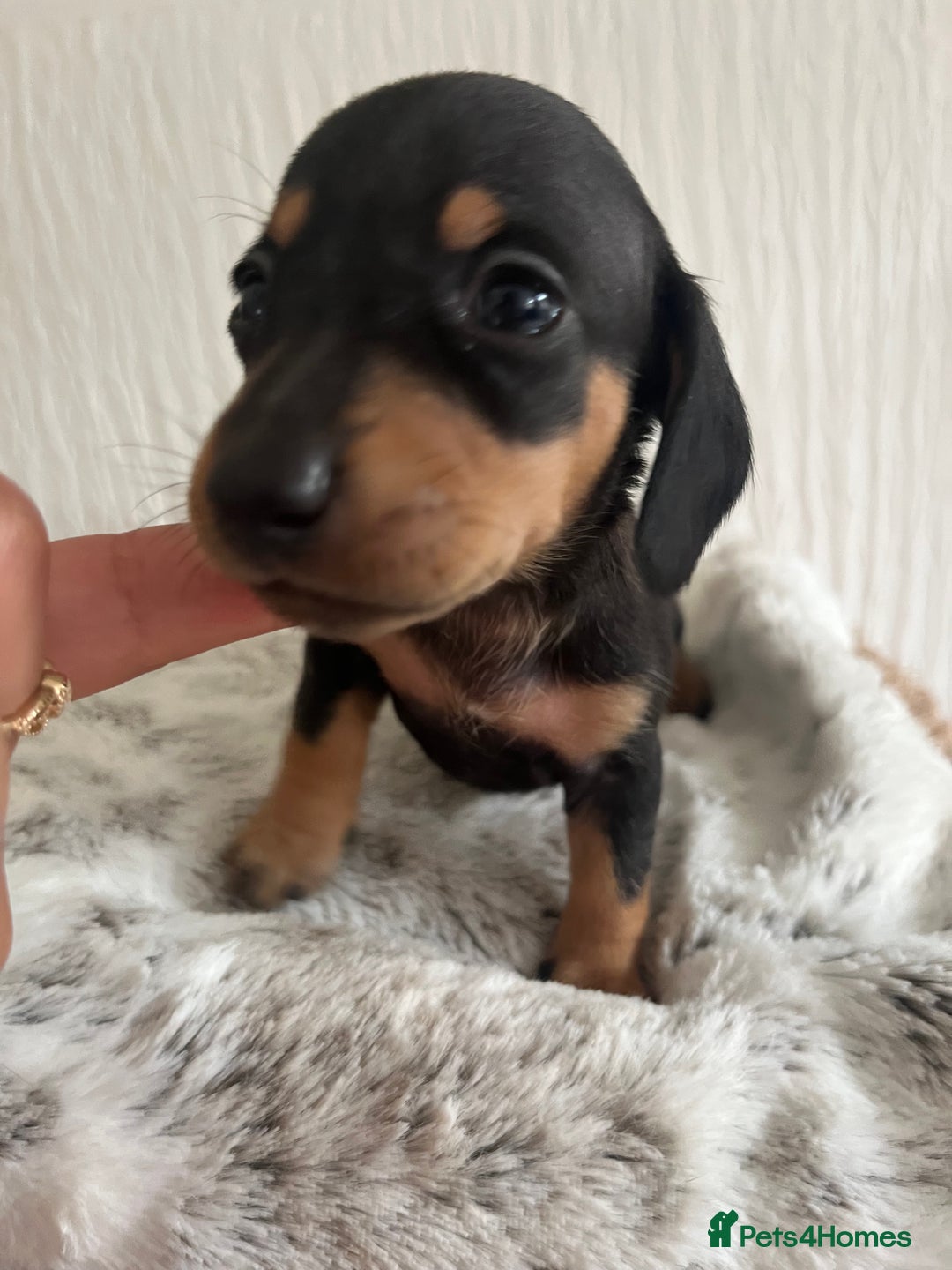 Miniature Dachshund dogs for sale: Miniature dachshunds  - Image 11