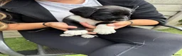 Cockerdor dogs for sale: 6 Cockerdor puppies left  in Camberley - Advert 7