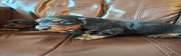 Miniature Dachshund dogs for sale: Miniature dachshund black and tan kc registered  - Advert 9