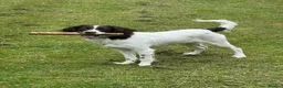 Sproodle dogs for sale: Sproodle 8 months old in Stoke-on-Trent - Advert 6