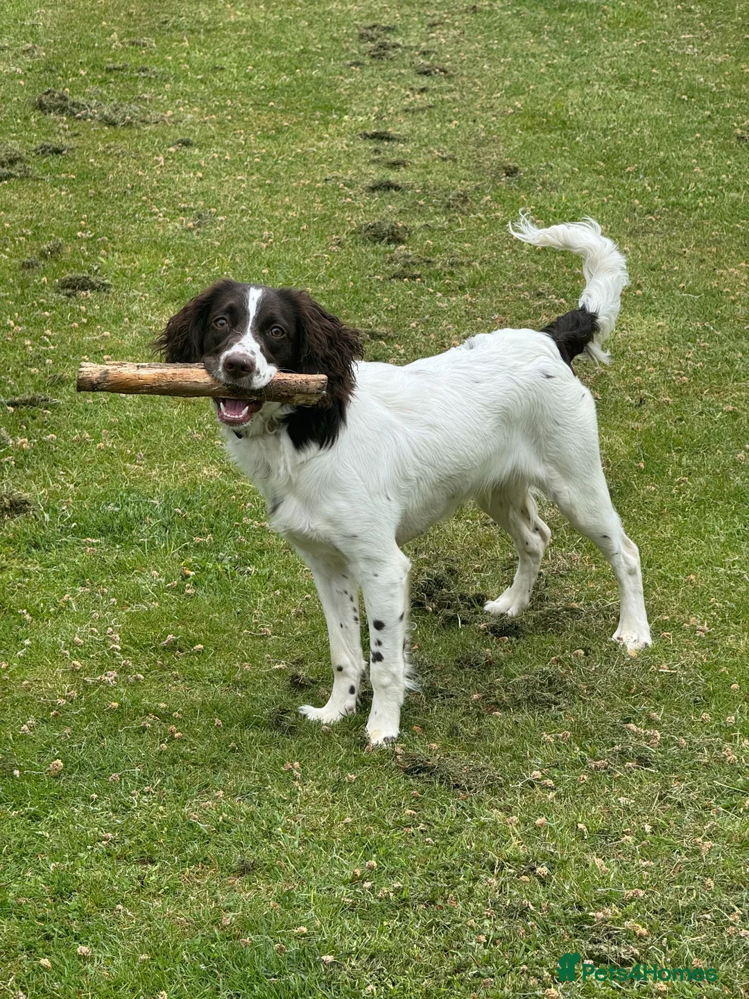 Sproodle dogs for sale: Sproodle 8 months old in Stoke-on-Trent - Advert 6