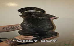 Bullmastiff dogs for sale: 11 Bullmastiff puppies for sale - Advert 16