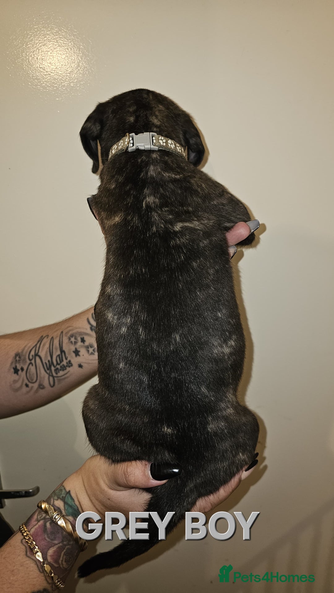 Bullmastiff dogs for sale: 11 Bullmastiff puppies for sale - Advert 16