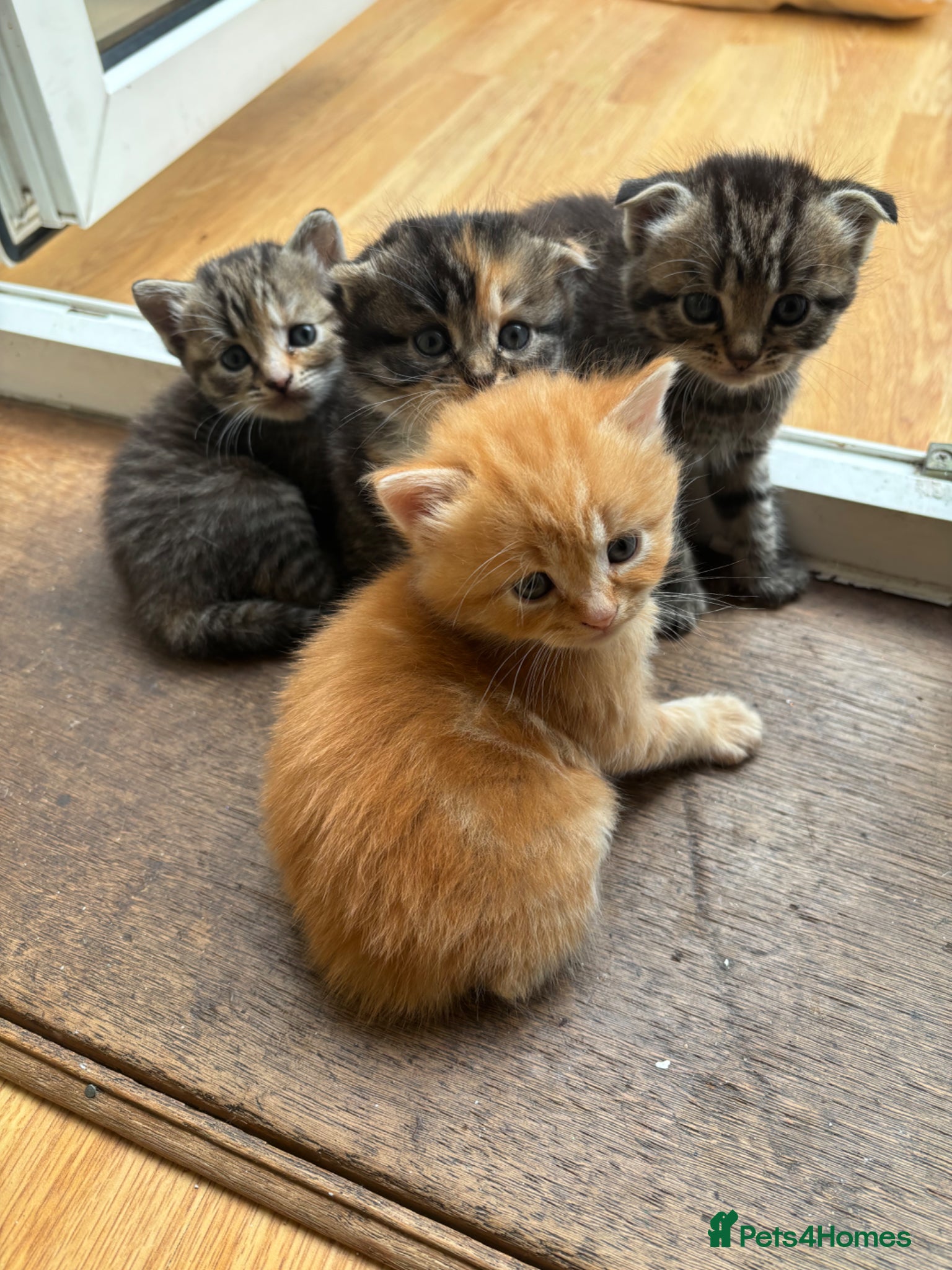 Scottish Fold cats 6 Scottish fold kittens  - Advert 18