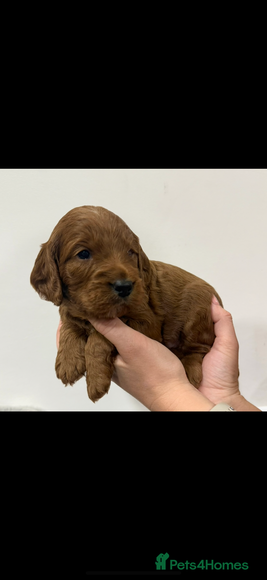 Cockapoo dogs for sale: Stunning F1 Cockpoo puppies - Image 10